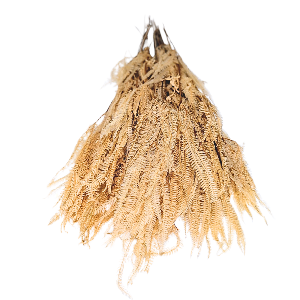 Preserved Helecho Fern, 20 stems, 60cm, Yellow