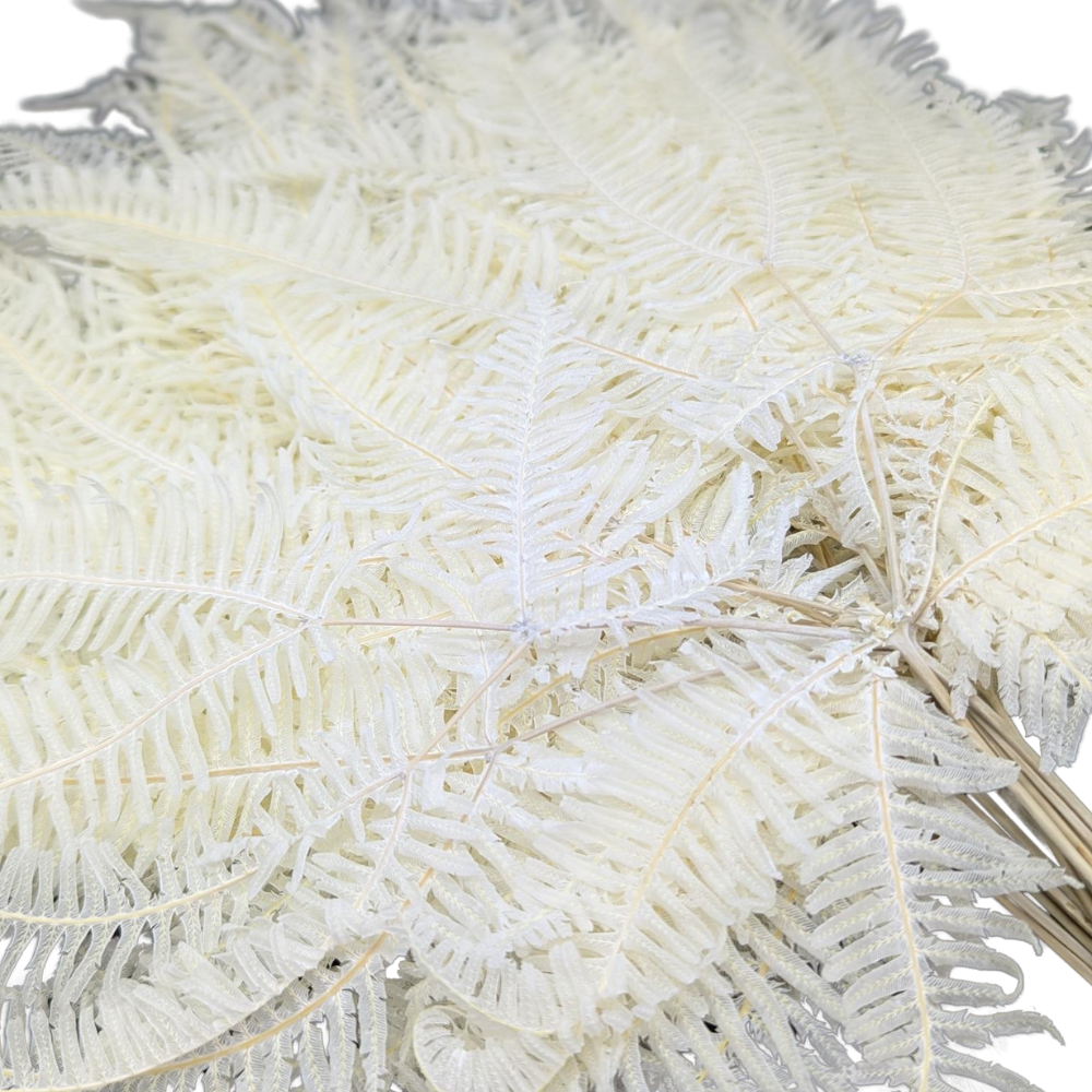 Preserved Mountain Fern, 20 stems, 40cm, White