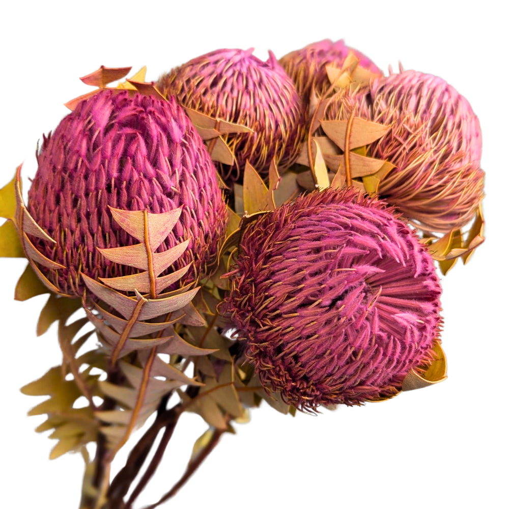Australian Dried Banksia Baxteri Dyed Pink, 40cm, 5 stem bunches (Low Stock)