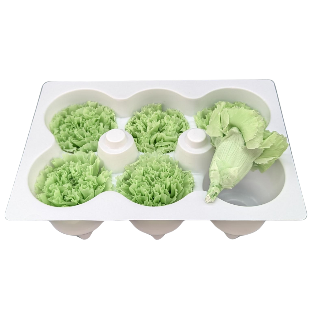Preserved Carnations, 5cm, 6 blooms, Lime Green