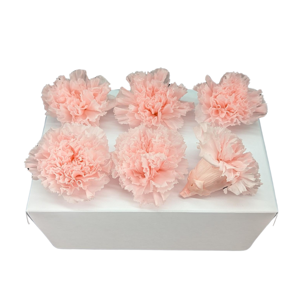 Preserved Carnations, Pink Champagne - 6 Blooms - 5cm