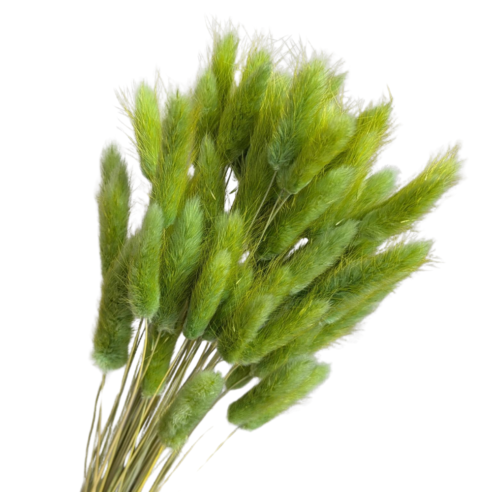 Preserved Bunny Tails, 60 stems, 50cm, Green
