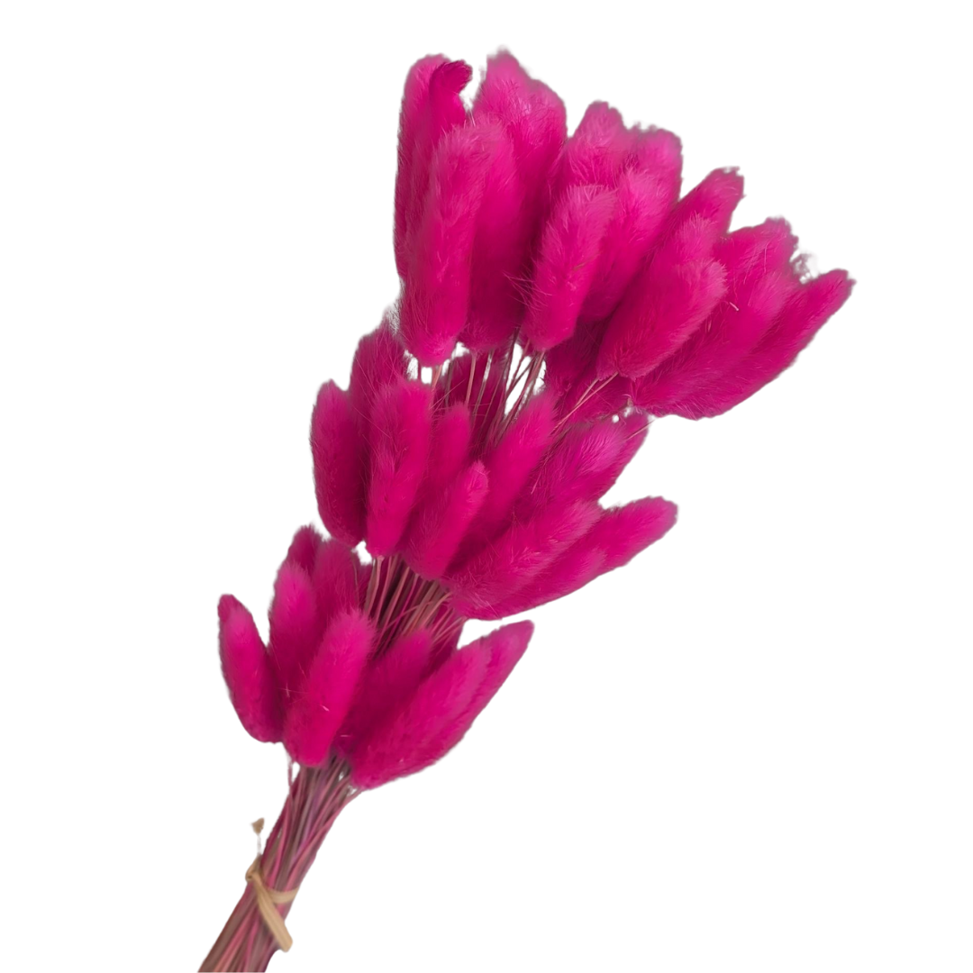 Preserved Bunny Tails, 60 stems, 50cm, Hot Pink