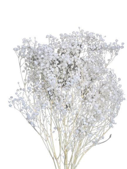 Preserved Xlence Gypsophila, 5 stems, 60cm, Pure White