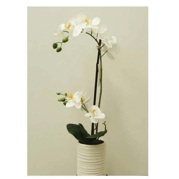 Orchid Plant White 52cm