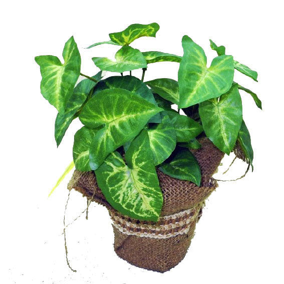 Pothos Plant Potted 25cm