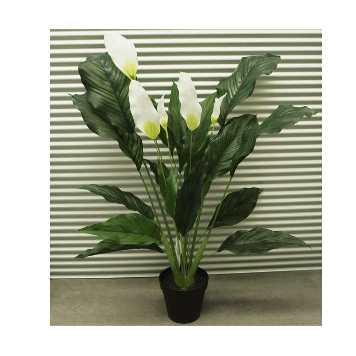 Spathiphyllum Plant /Peace Lilly