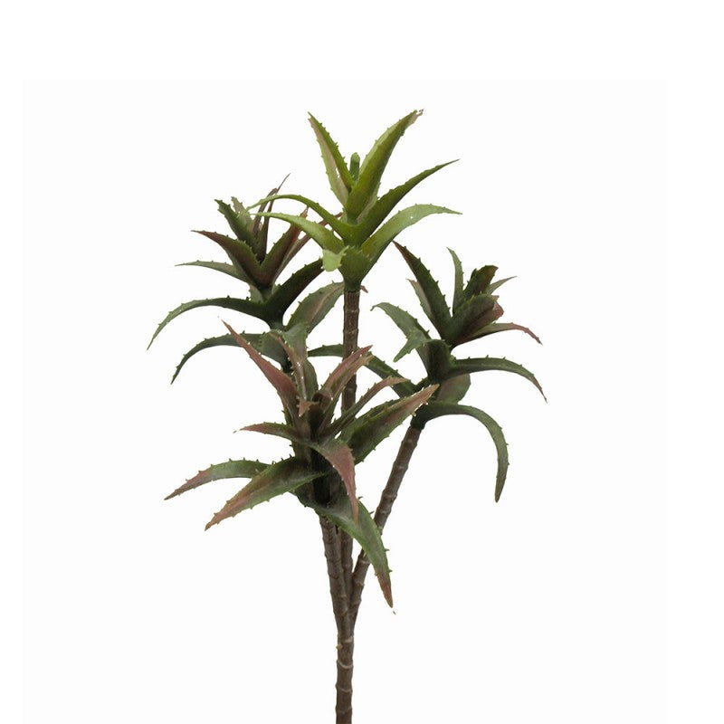 Star Succulent