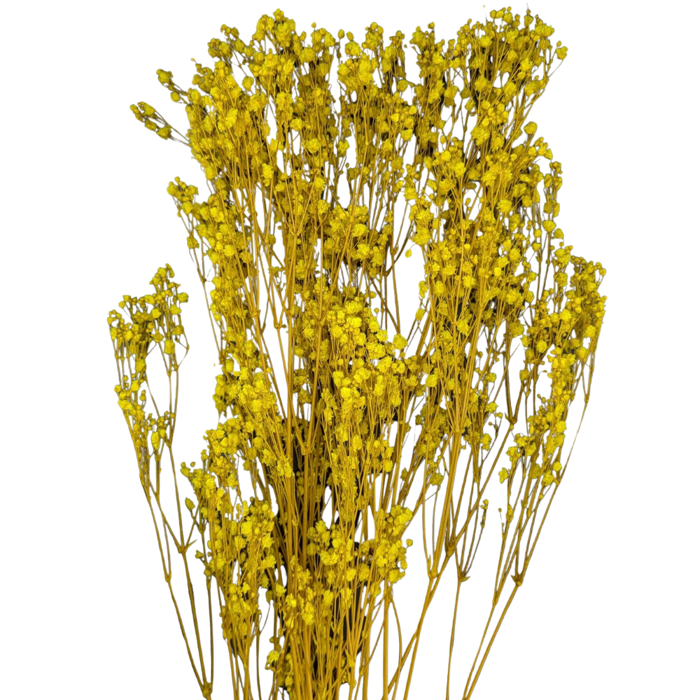 Preserved Gypsophila Xlence, 4 stems, 60cm, Canary Yellow