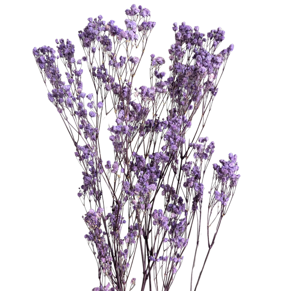 Preserved Gypsophila Xlence, 4 stems, 60cm, Lilac