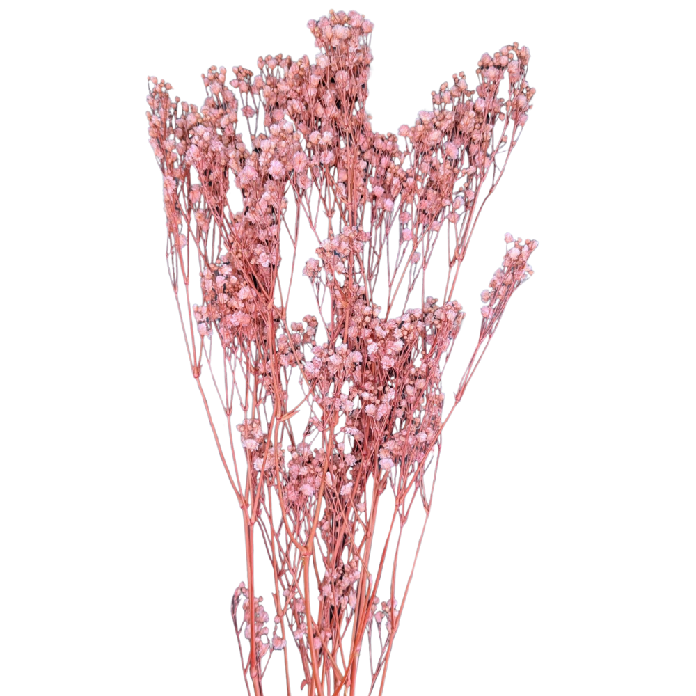 Preserved Gypsophila Xlence, 4 stems, 60cm, Pale Pink