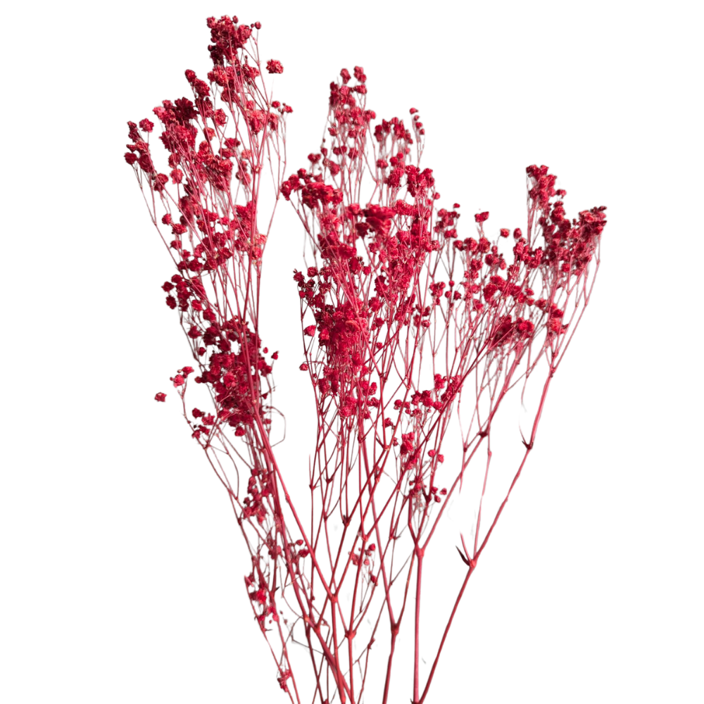 Preserved Gypsophila Xlence, 4 stems, 60cm, Red