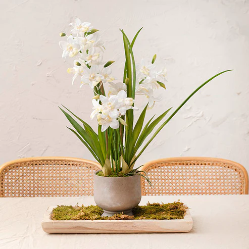 Dendrobium Orchid Real Touch 3 Stem Cement Pot White (61cmH)