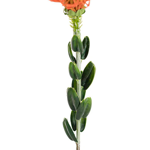 Native Leucospermum Orange (61cmH)