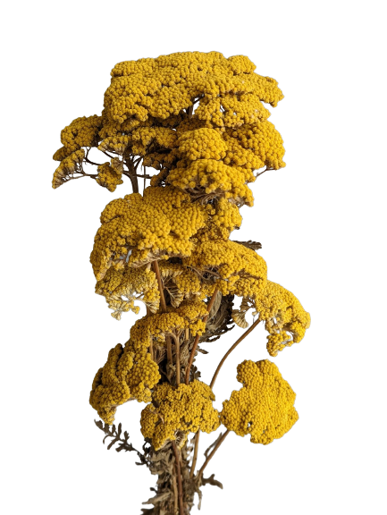 Preserved Achillea, 15 stems, 70cm, Natural Yellow