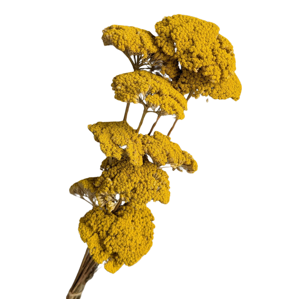 Preserved Achillea, 15 stems, 70cm, Natural Yellow