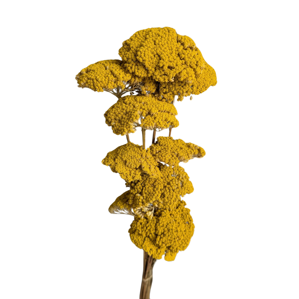 Preserved Achillea, 15 stems, 70cm, Natural Yellow