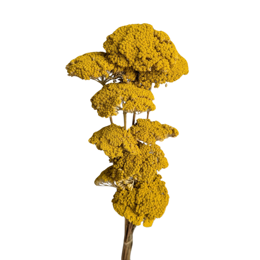 Preserved Achillea, 15 stems, 70cm, Natural Yellow
