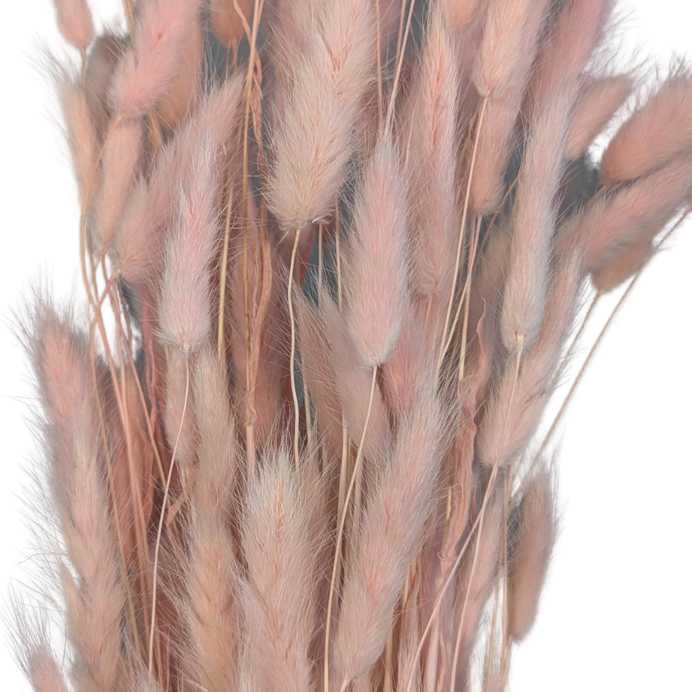 Preserved Bunny Tails, 120 stems, 60cm, Pink