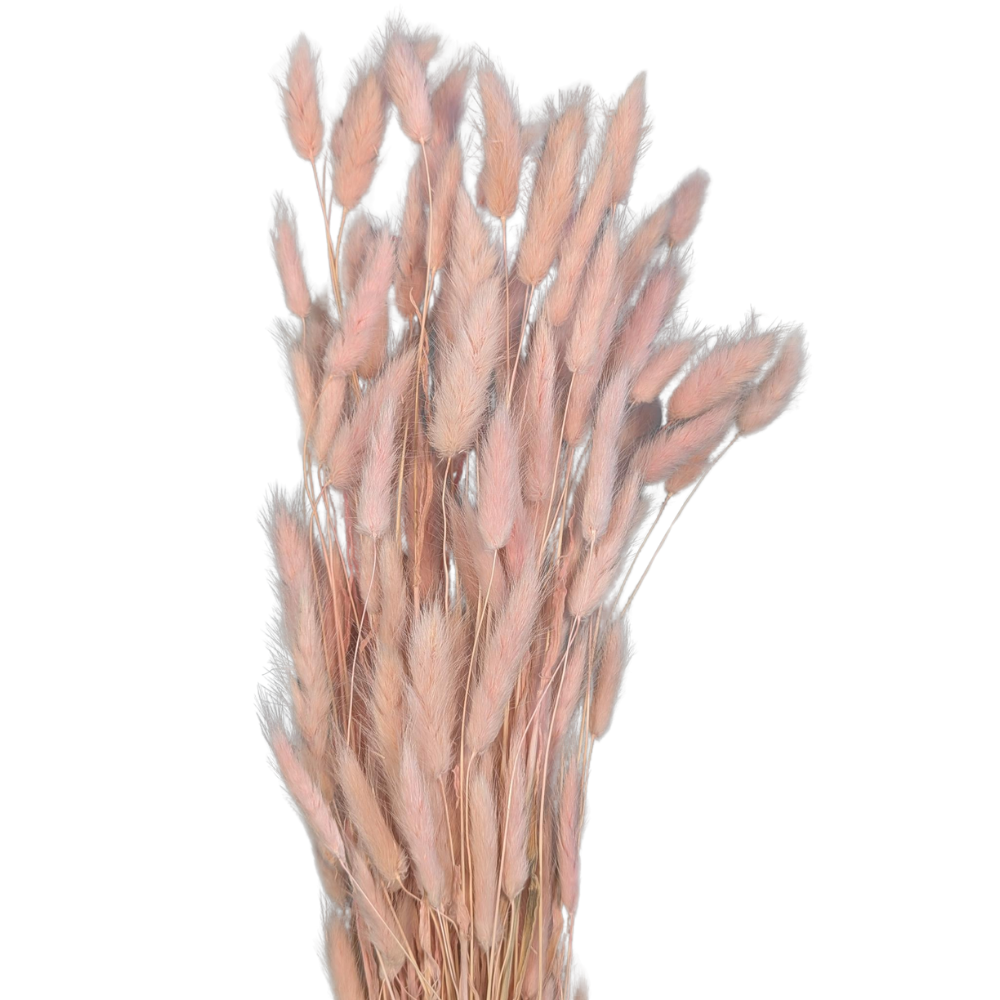 Preserved Bunny Tails, 120 stems, 60cm, Pink