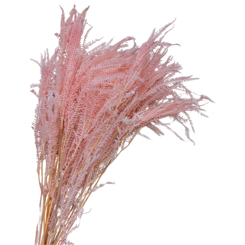 Preserved Helecho Fern, 20 stems, 60cm, Pink
