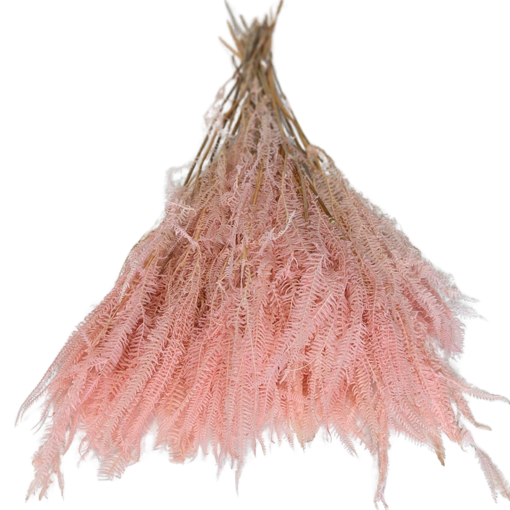 Preserved Helecho Fern, 20 stems, 60cm, Pink