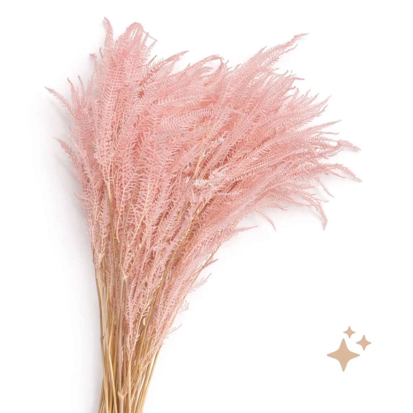 Preserved Helecho Fern, 20 stems, 60cm, Pink