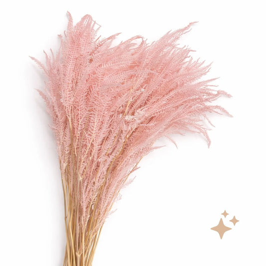 Preserved Helecho Fern, 20 stems, 60cm, Pink