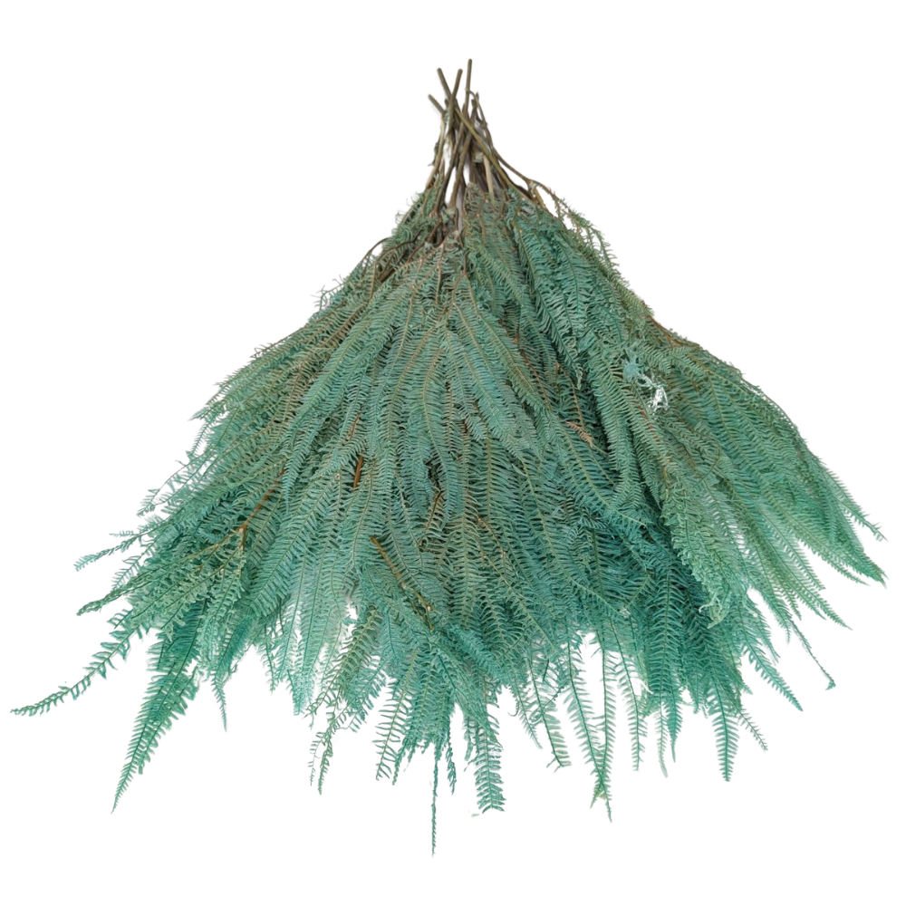 Preserved Helecho Fern, 20 stems, 60cm, Turquoise