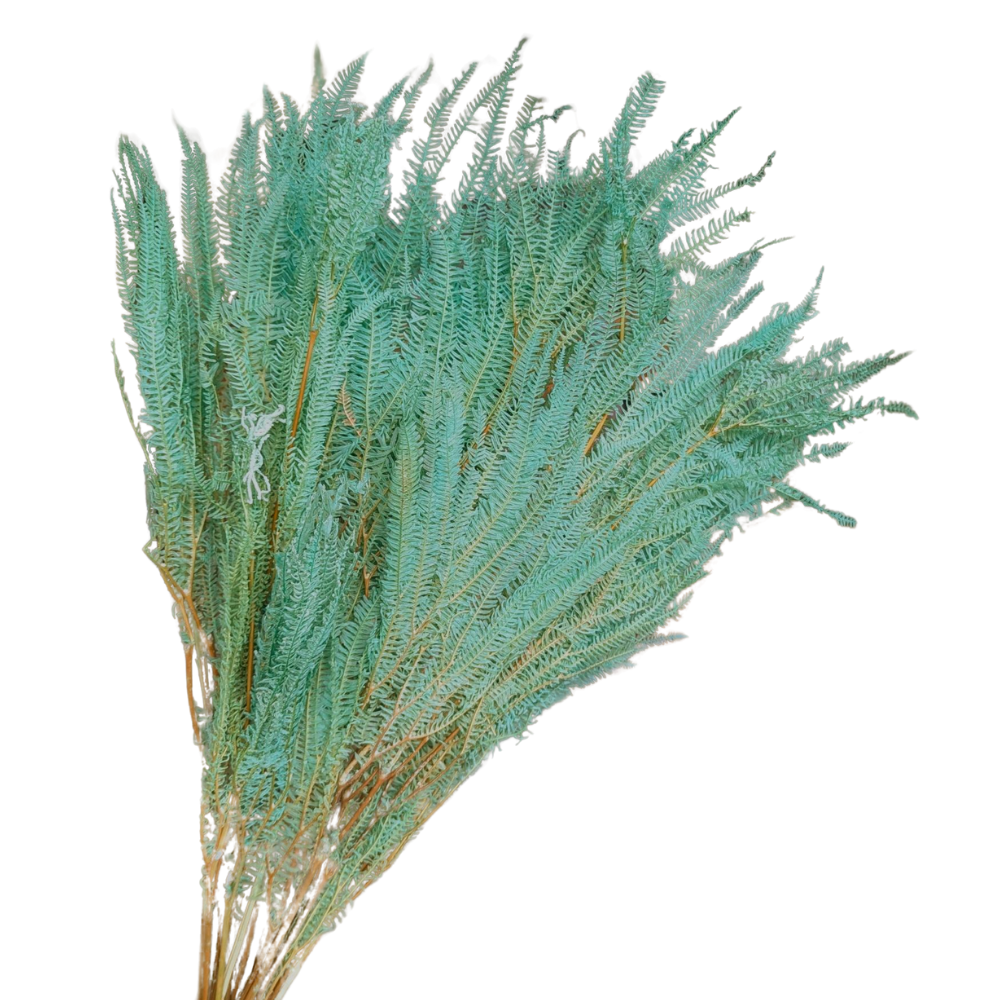 Preserved Helecho Fern, 20 stems, 60cm, Turquoise