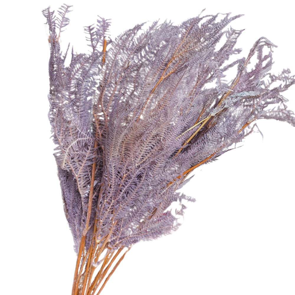 Preserved Helecho Fern, 20 stems, 60cm, Purple