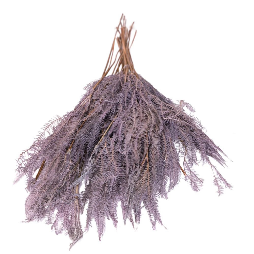 Preserved Helecho Fern, 20 stems, 60cm, Purple