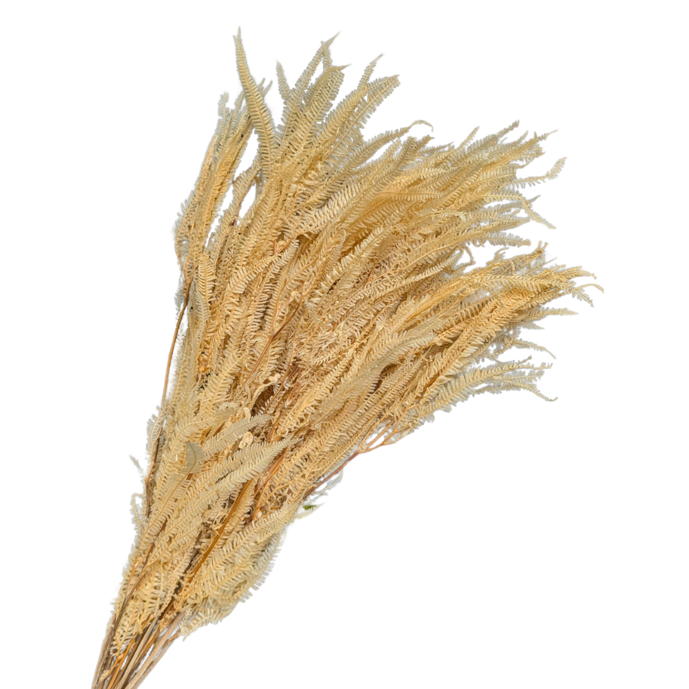 Preserved Helecho Fern, 20 stems, 60cm, Yellow