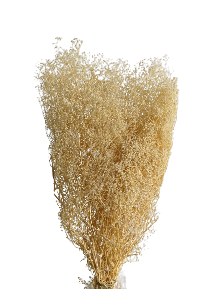 Preserved Gypsophila Mini, 100 gram, 50cm, Yellow