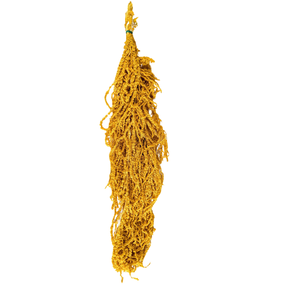 Preserved Hanging Amaranthus, 50-80cm, 150 gram, Yellow