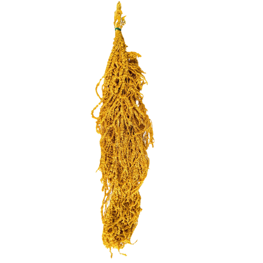 Preserved Hanging Amaranthus, 50-80cm, 150 gram, Yellow
