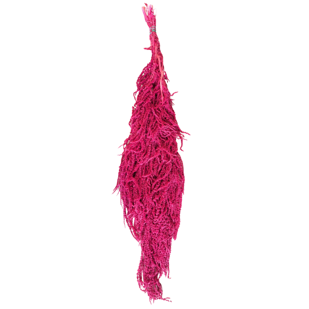 Preserved Hanging Amaranthus, 50-80cm, 150 gram, Hot Pink