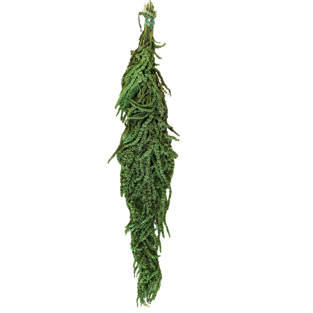 Preserved Hanging Amaranthus, 50-80cm, 150 gram, Green Light