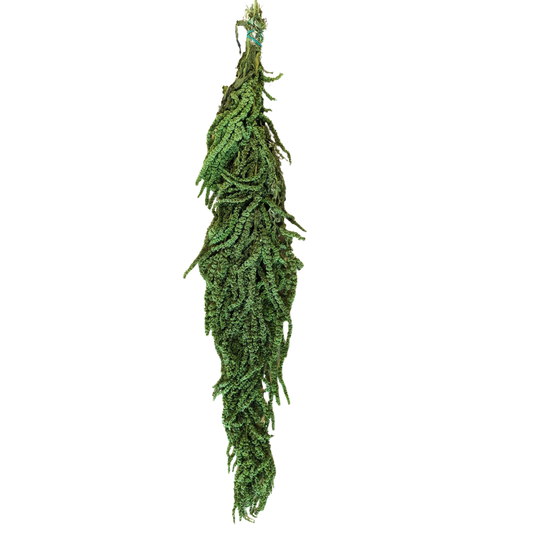 Preserved Hanging Amaranthus, 50-80cm, 150 gram, Green Light
