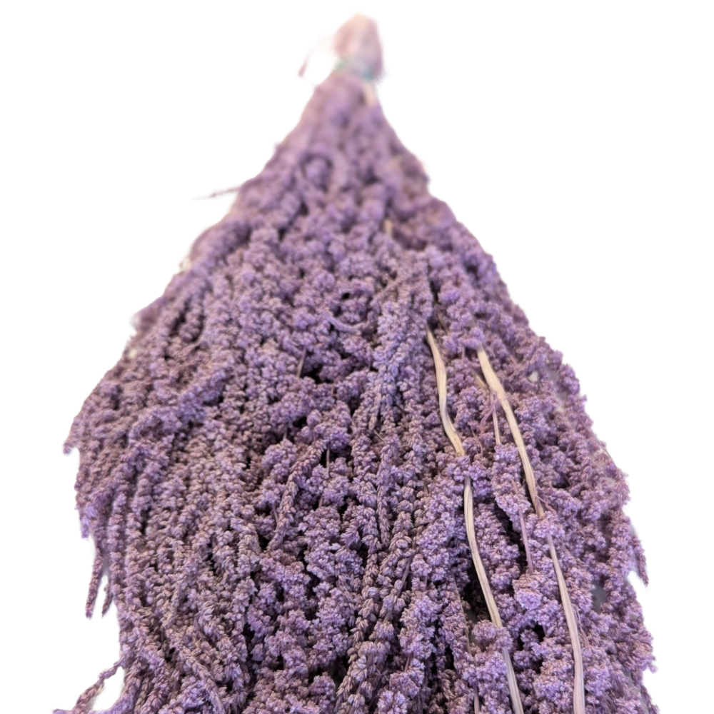 Preserved Hanging Amaranthus, 50-80cm, 150 gram, Lavender