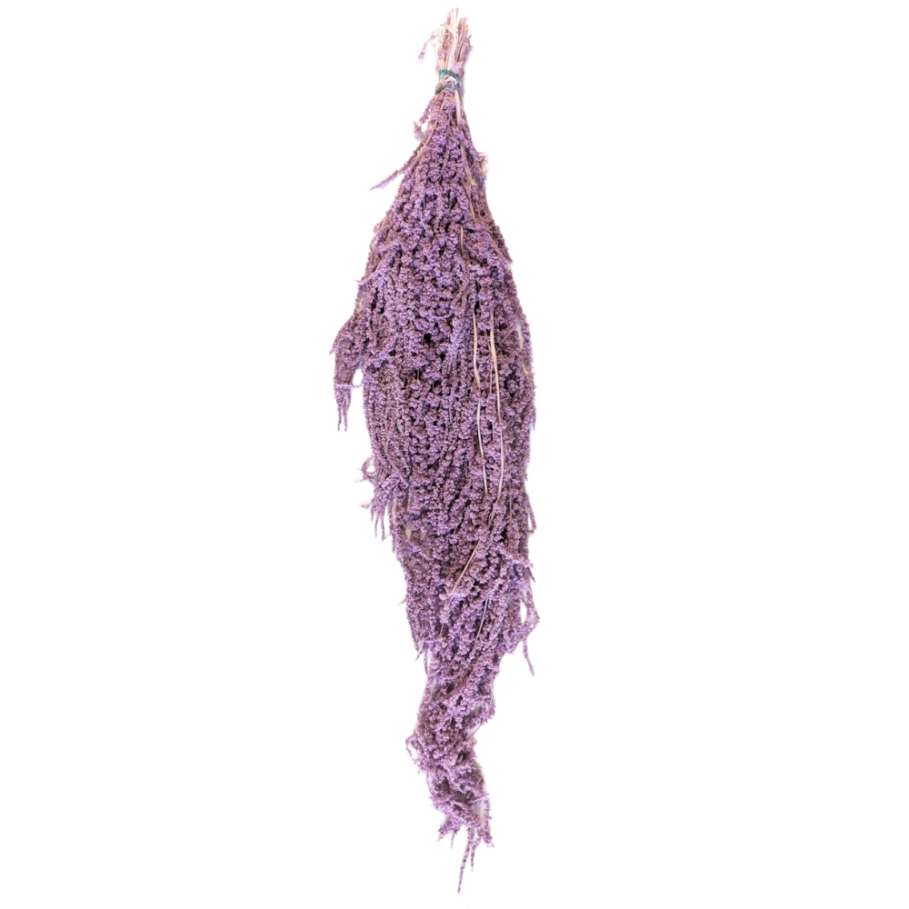 Preserved Hanging Amaranthus, 50-80cm, 150 gram, Purple