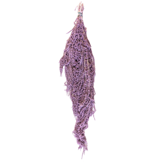 Preserved Hanging Amaranthus, 50-80cm, 150 gram, Mauve