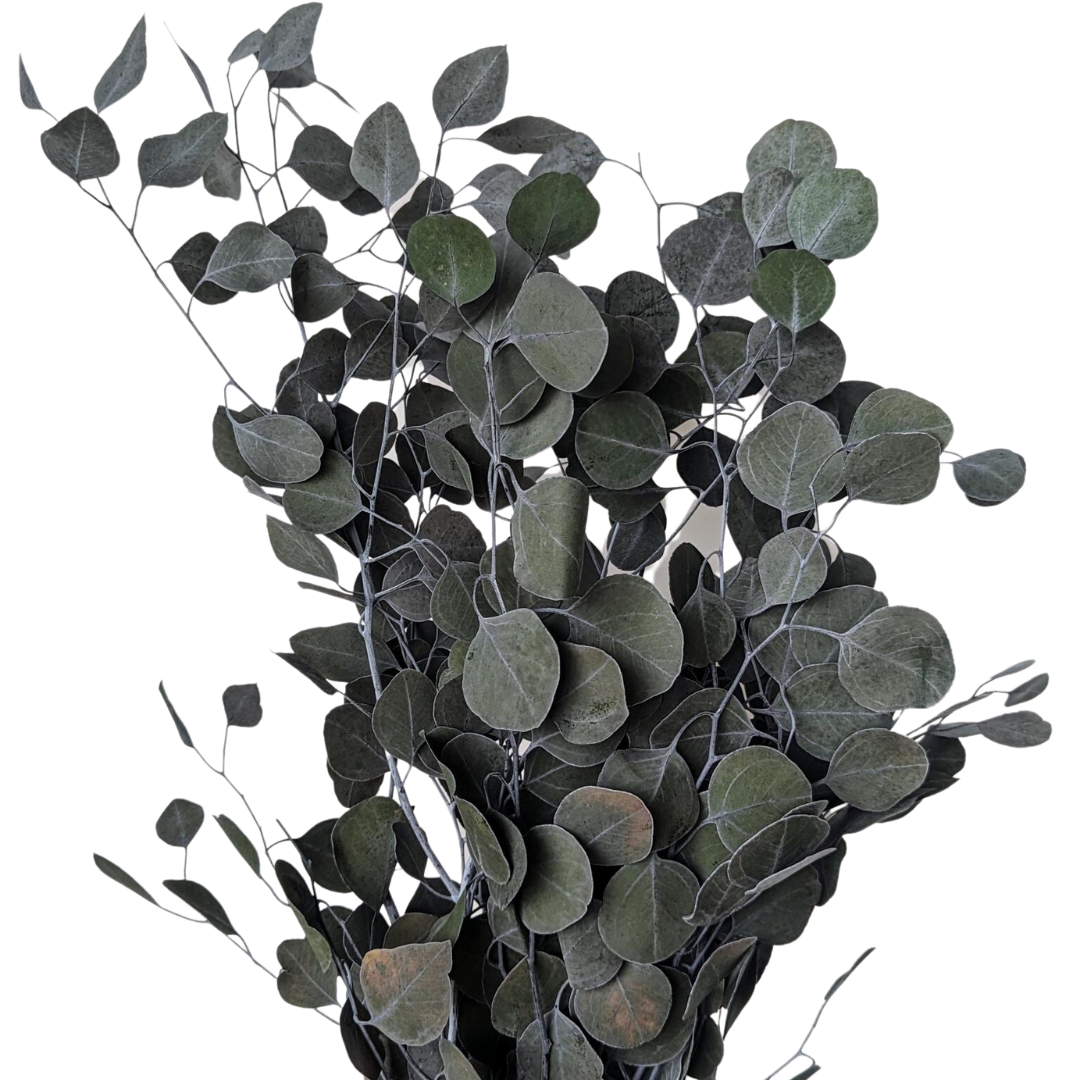 Preserved Eucalyptus Populus, 150 grams, 60cm, Green