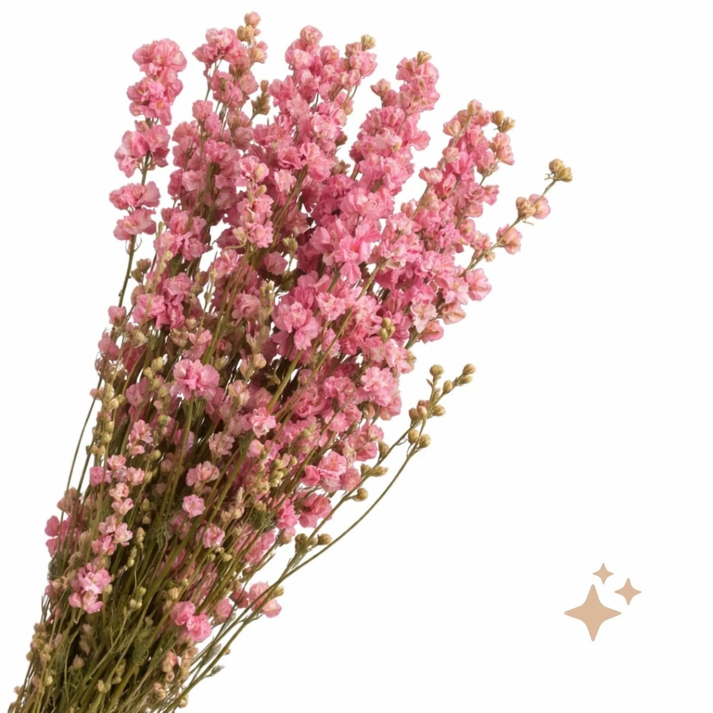 Buy Dried Delphinium, 20 stems, 70cm, Natural Pink