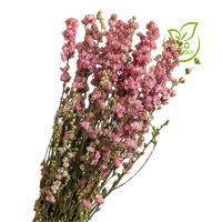 Buy Dried Delphinium, 20 stems, 70cm, Natural Pink