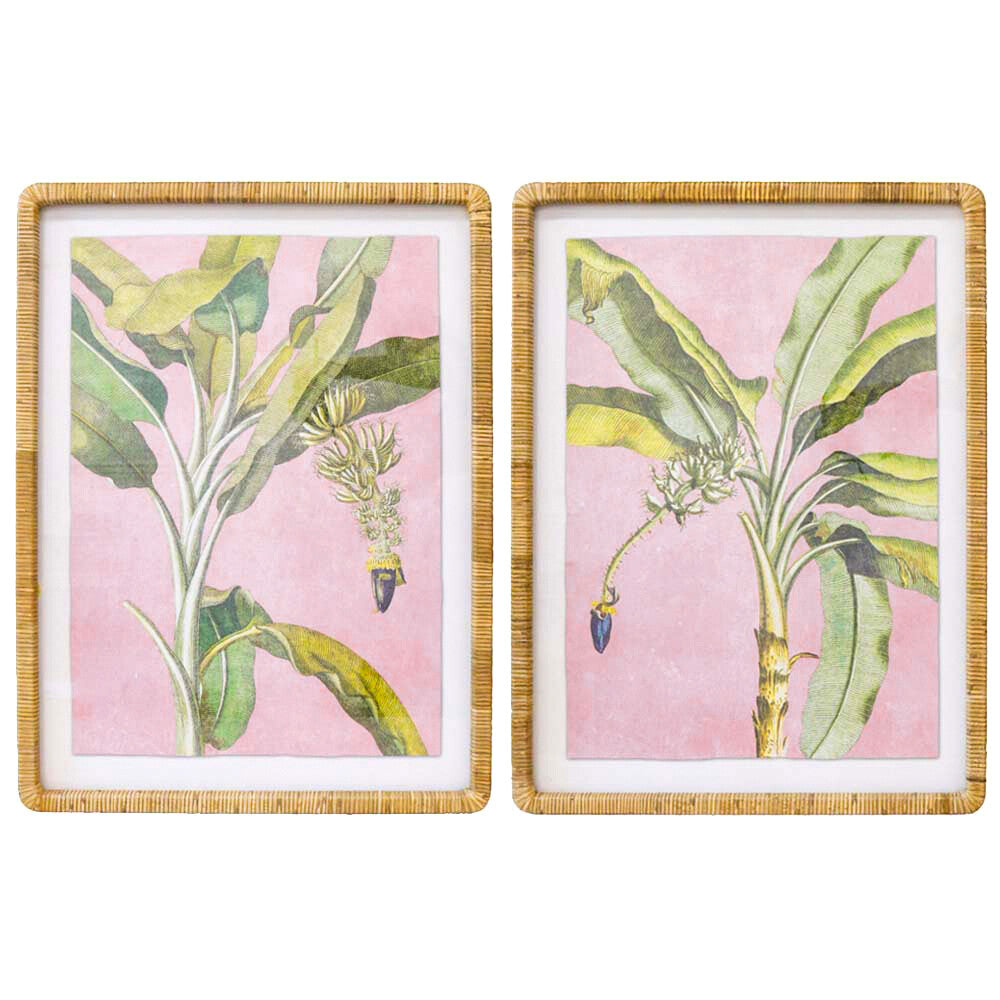 Framed Print Asstd Banana Palms
