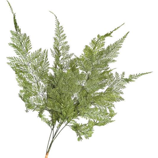 Preserved Tabalia Fern, 5 stems, 30cm, Green