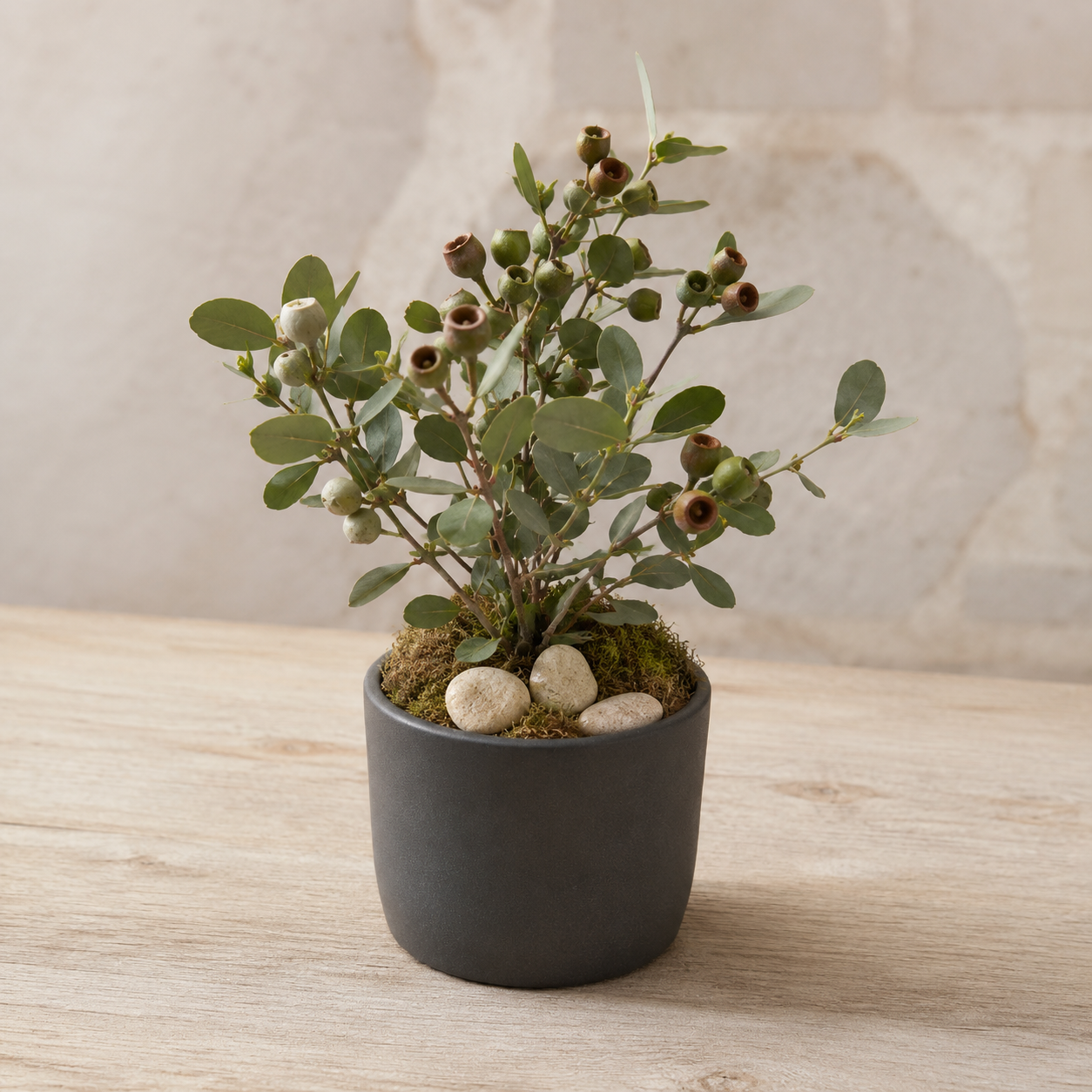 Little Gumnut Haven