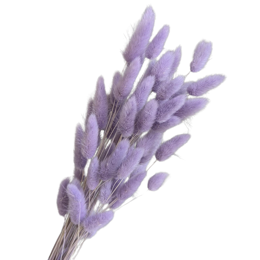 Preserved Bunny Tails Lagurus, 40cm, 30 stems, Angel Purple