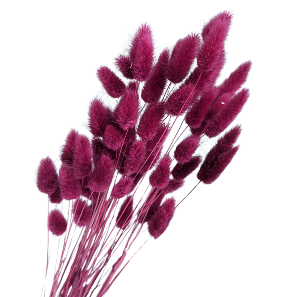 Preserved Bunny Tails Lagurus, 40cm, 30 stems, Wine Red